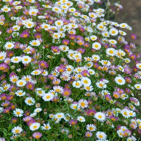 flabazed|erigeron plant.